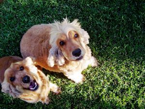 Pet Care London
