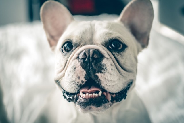 Bed Biscuits Dog Boarding Kennels in Essex Dog Services